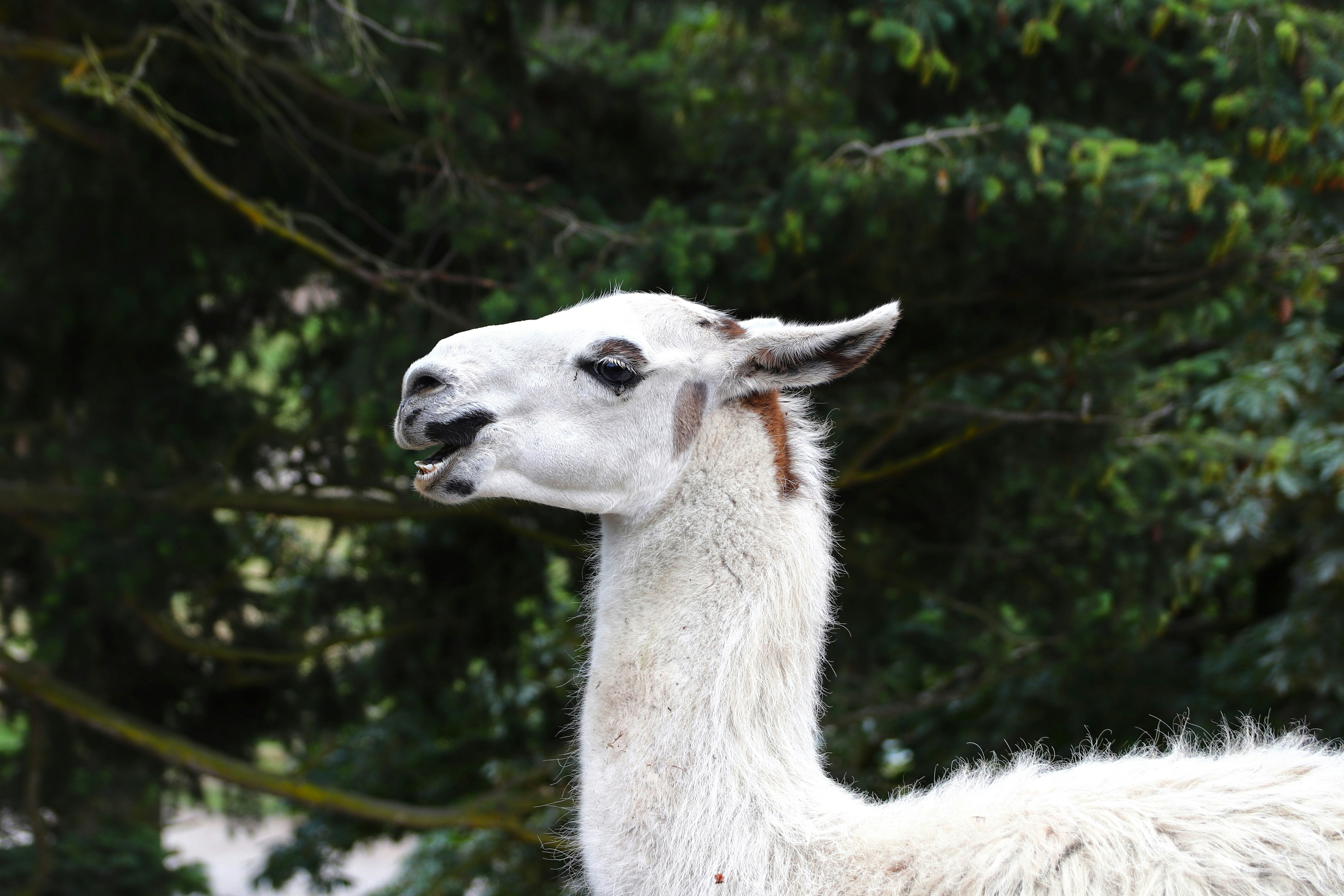 white llama in tilt shift lens